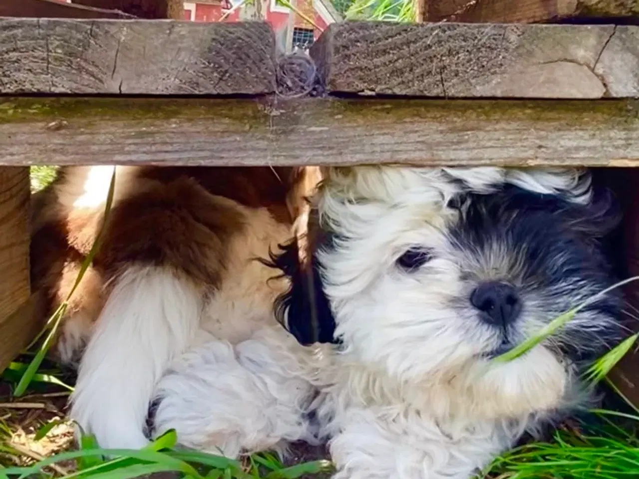 Billede 6 - Allergivenlig Shih Tzu hvalpe