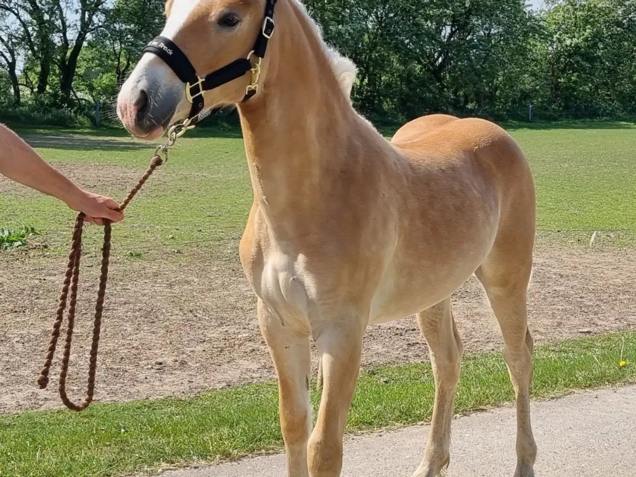 Billede 1 - Haflinger