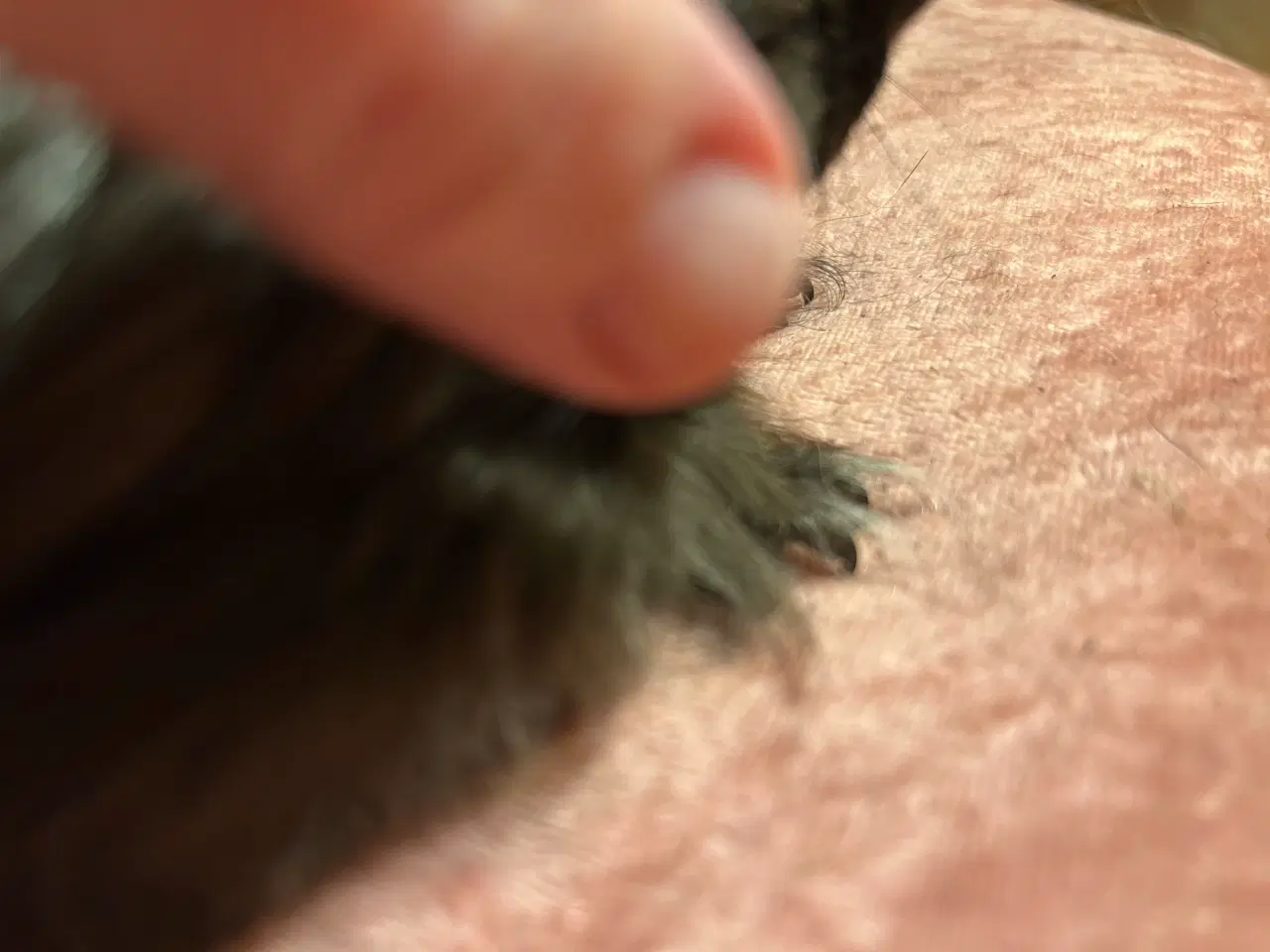 Billede 4 - Langhåret marsvin sheltie med stamtavle