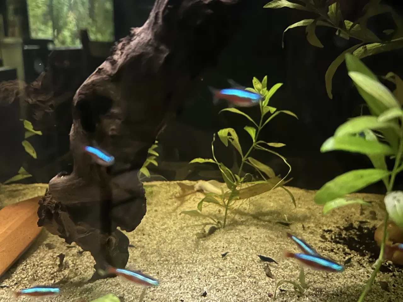 Billede 6 - 🐠❤️ Rød Neonfisk – glade og aktive stimefisk 