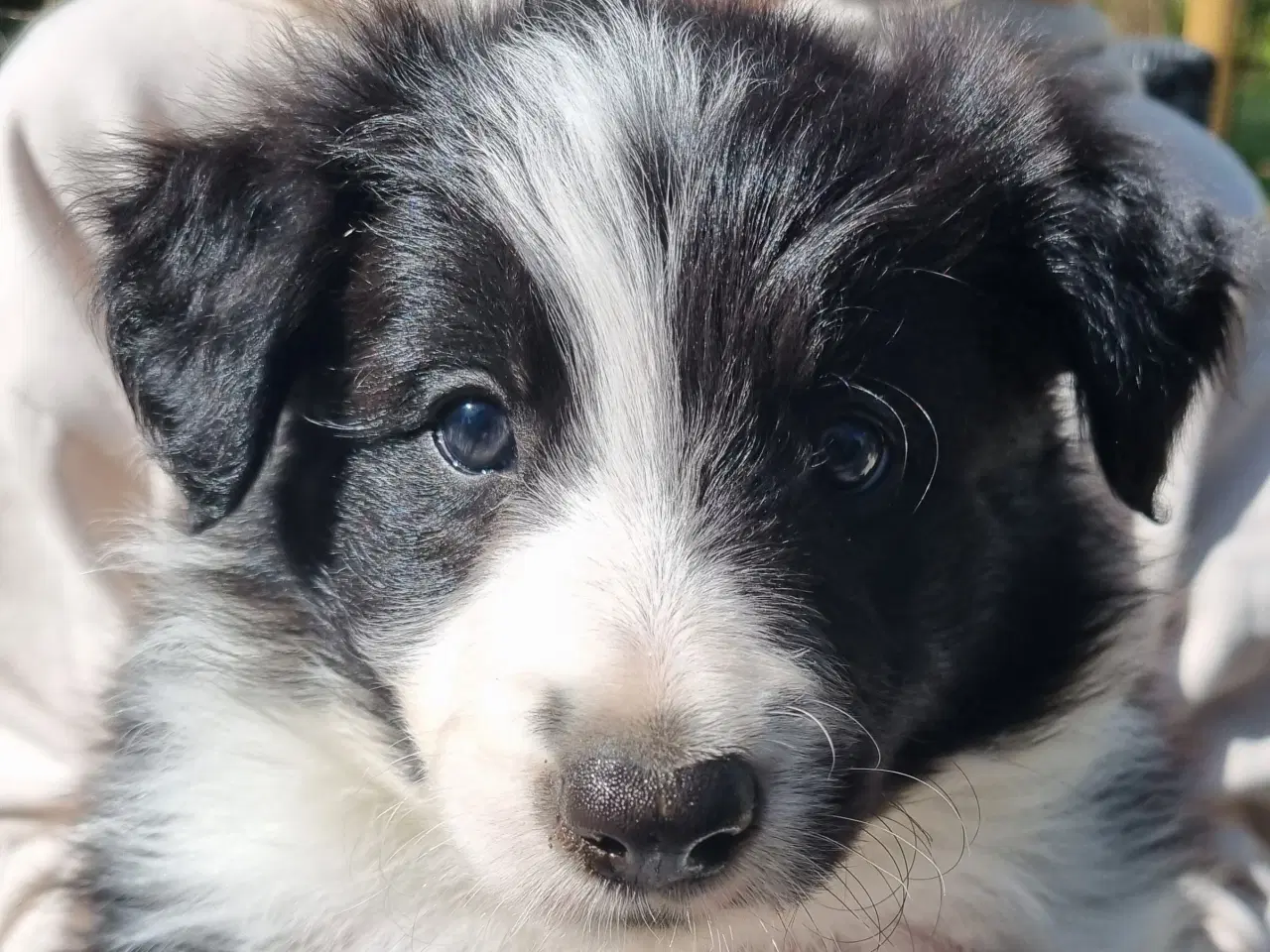 Billede 4 - Border colliehvalpe med stamtavle