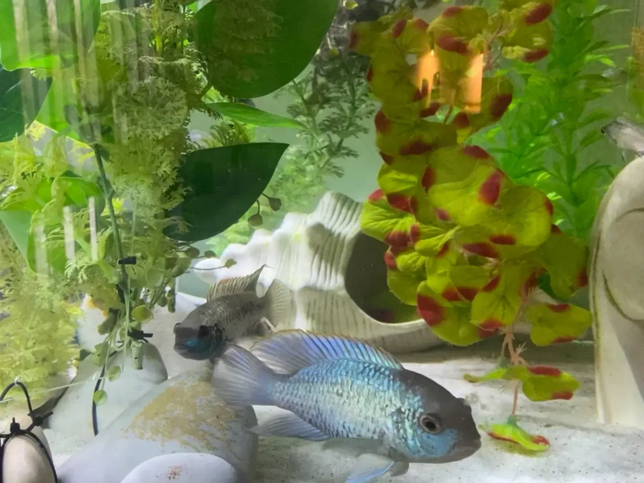 Billede 2 - 25 stk Electric blue acara