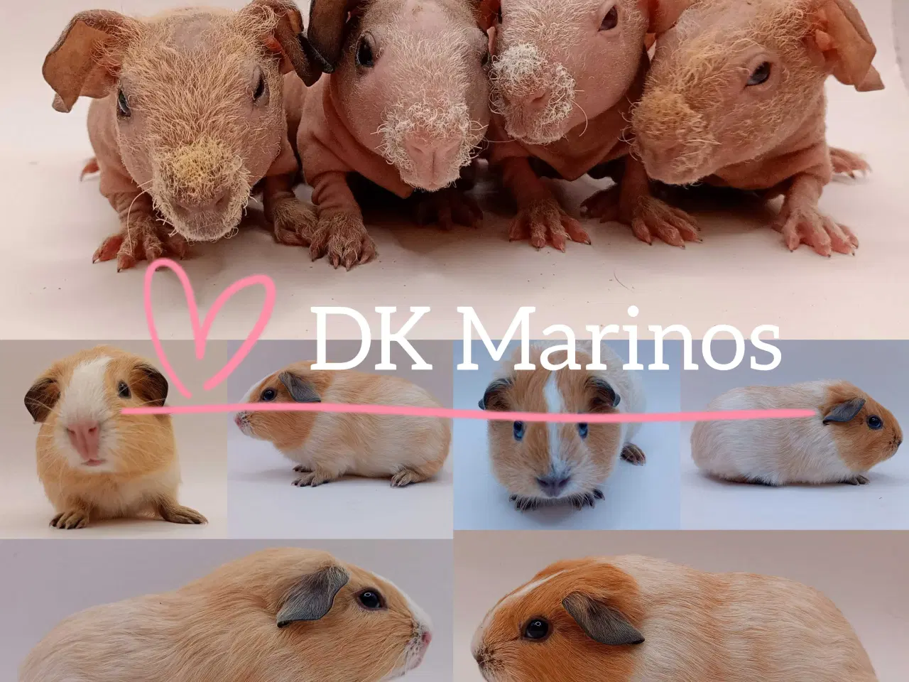 Billede 1 - DK Marinos opdræt