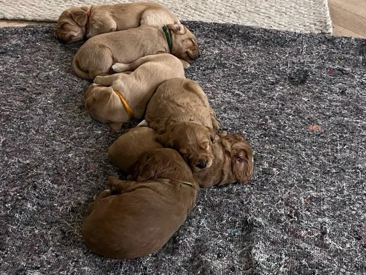 Billede 3 - Labradoodle/Cocker spaniel hvalp sælges