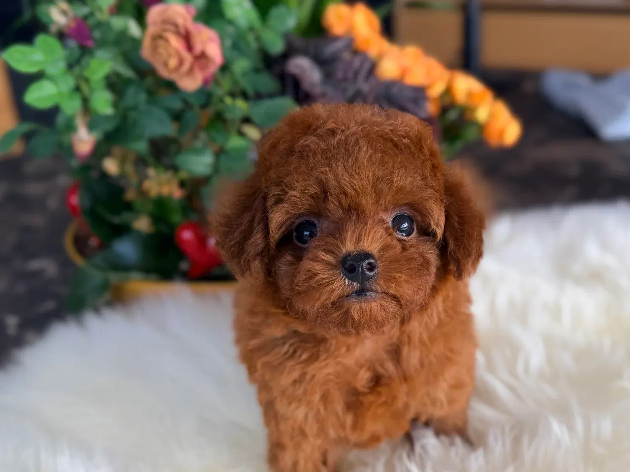 Billede 4 - Mahogni røde Pooton Drenge