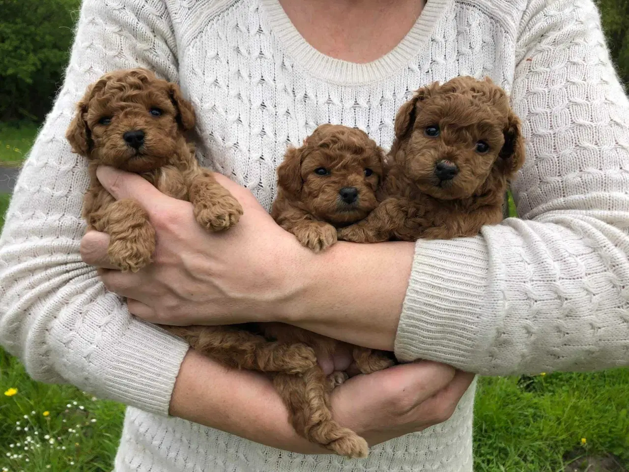 Billede 16 - Fawn krøltoppe puddelhvalpe 