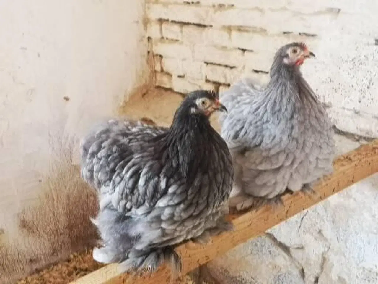 Billede 9 - Dværg kochin 