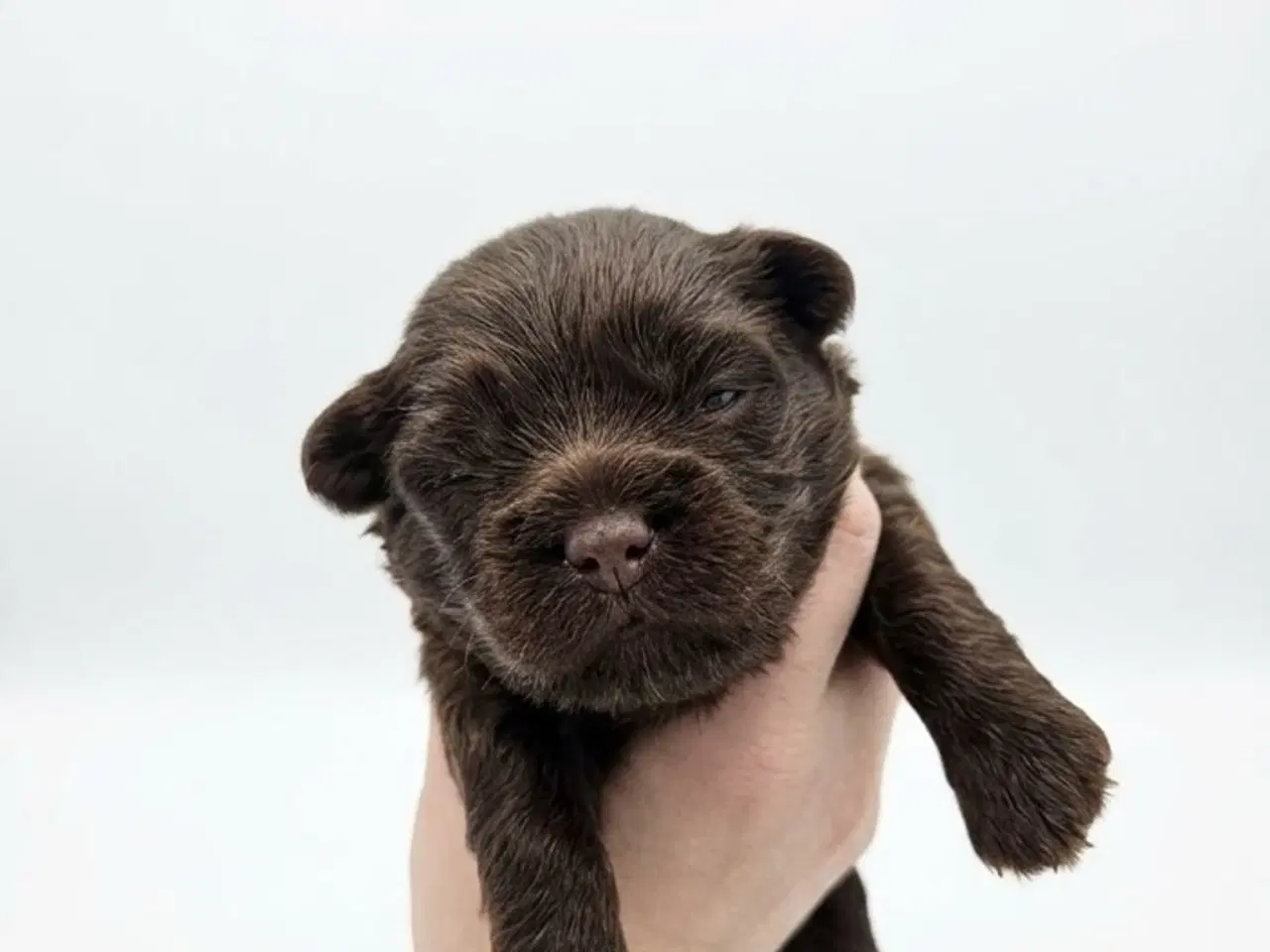 Billede 8 - Bichon havanais hvalpe