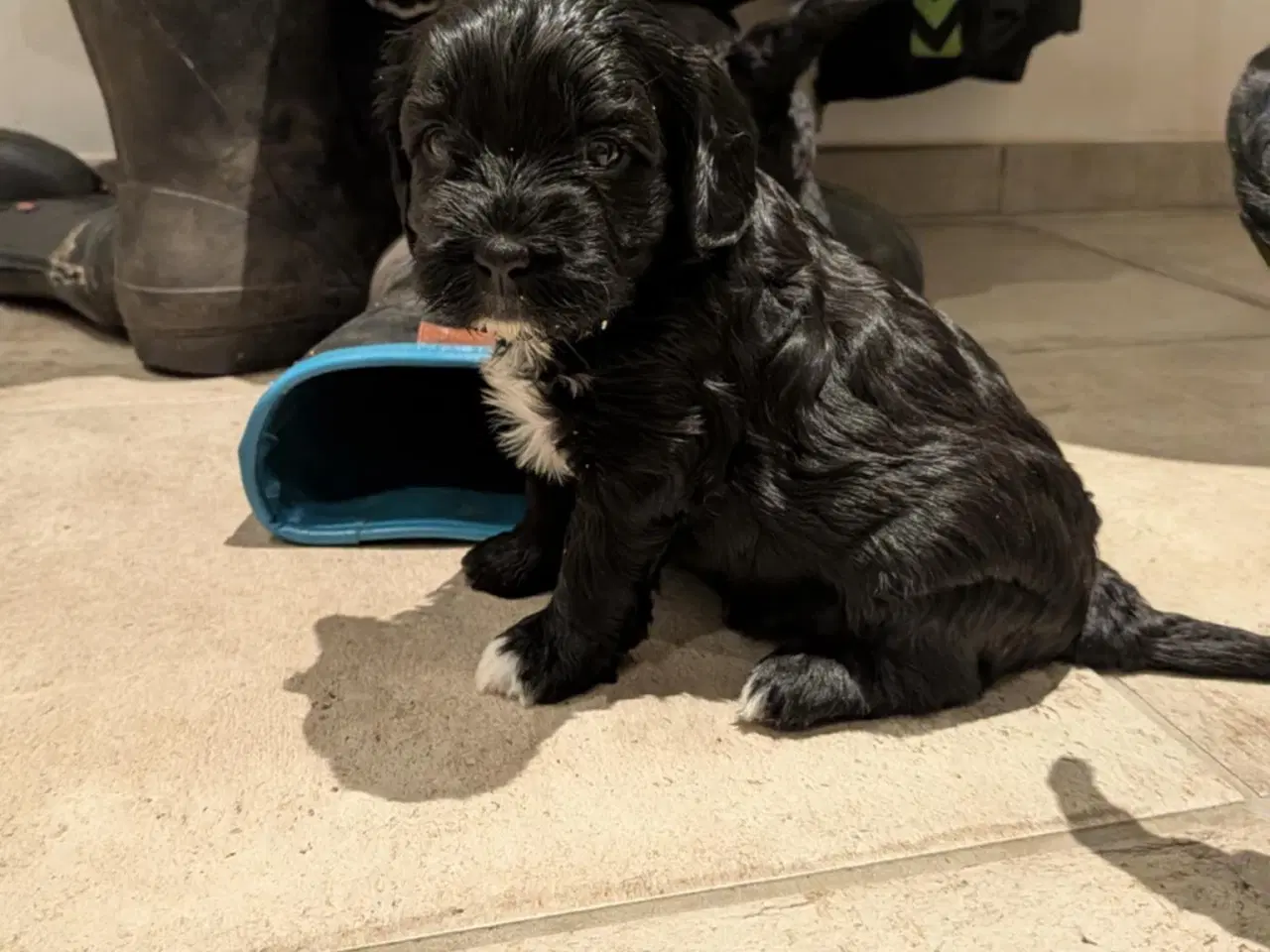 Billede 5 - Springer Doodle hvalpe