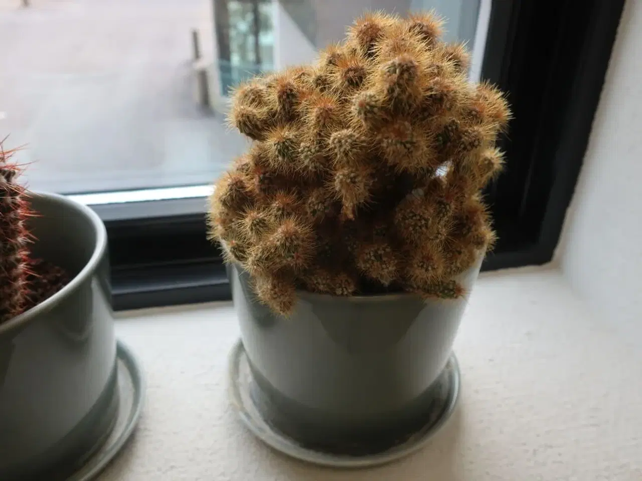 Billede 4 - 3 stk. kaktusser