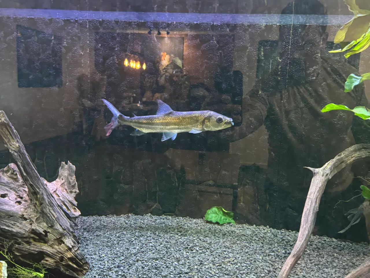 Billede 1 - Goliath tigerfish 