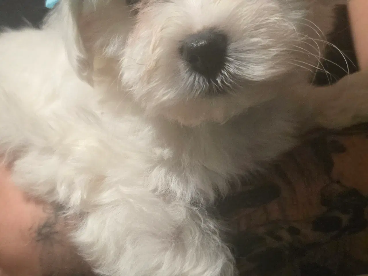 Billede 4 - Bichon-hvalpe søger nye hjem .