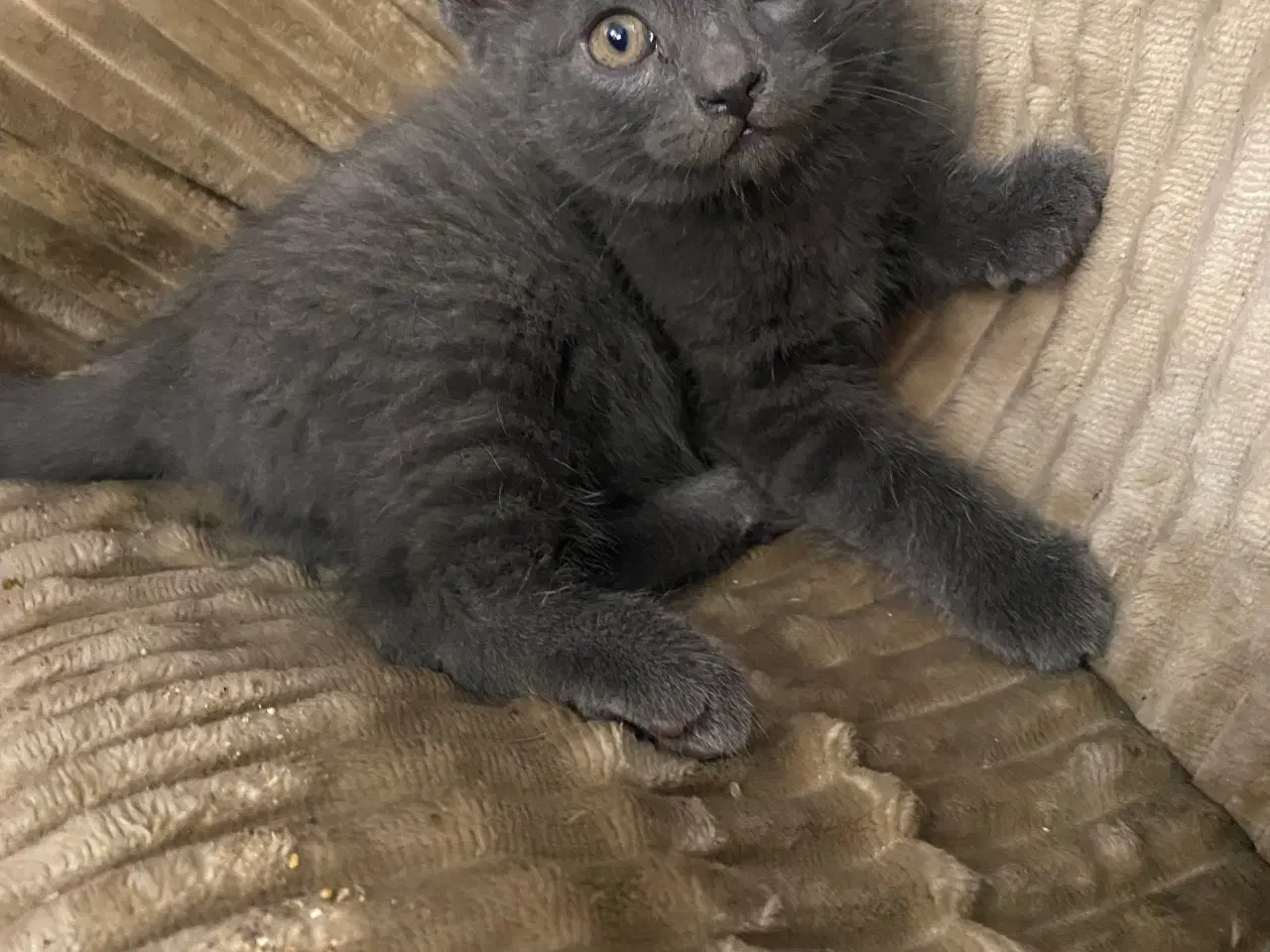 Billede 6 - Domestic blue killing