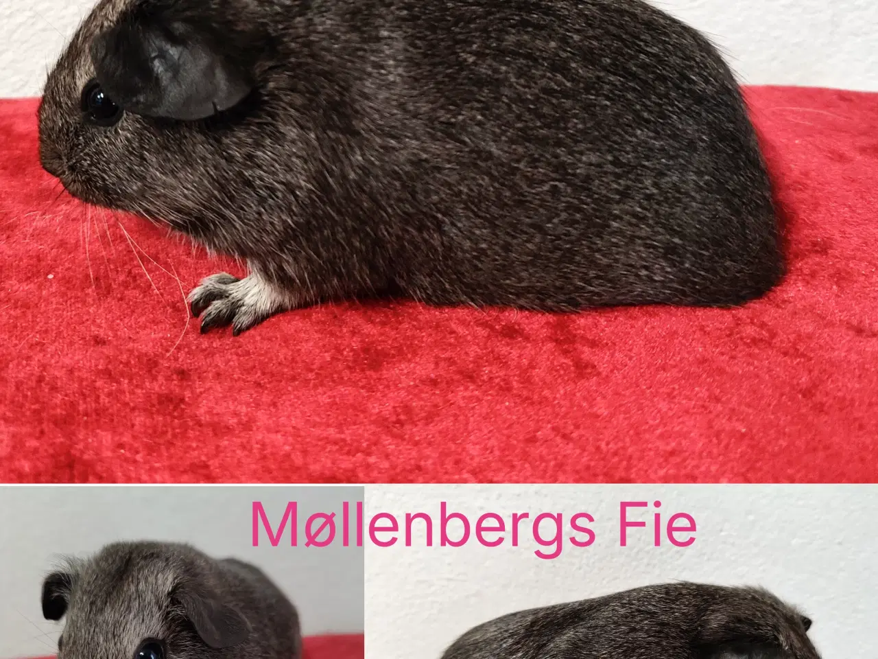 Billede 2 - Møllenbergs Opdræt 