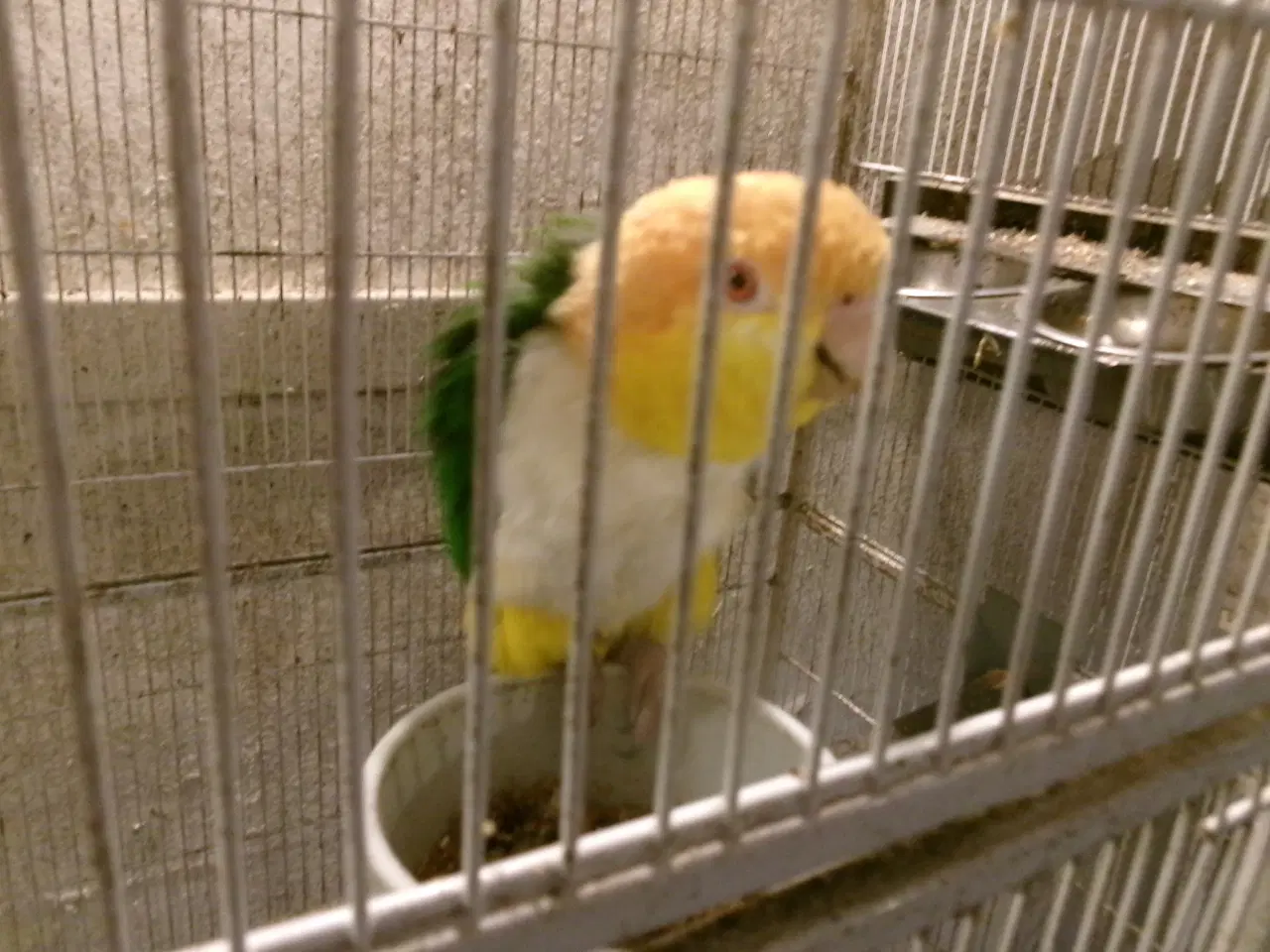 Billede 1 - Rustkappet Caique