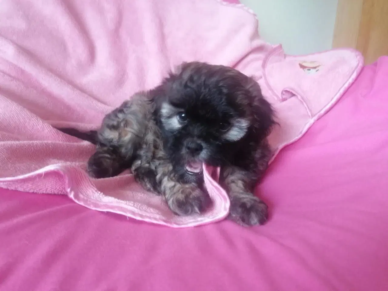 Billede 5 - Bichon Havanais ( Havaneser ) / Shih Tzu