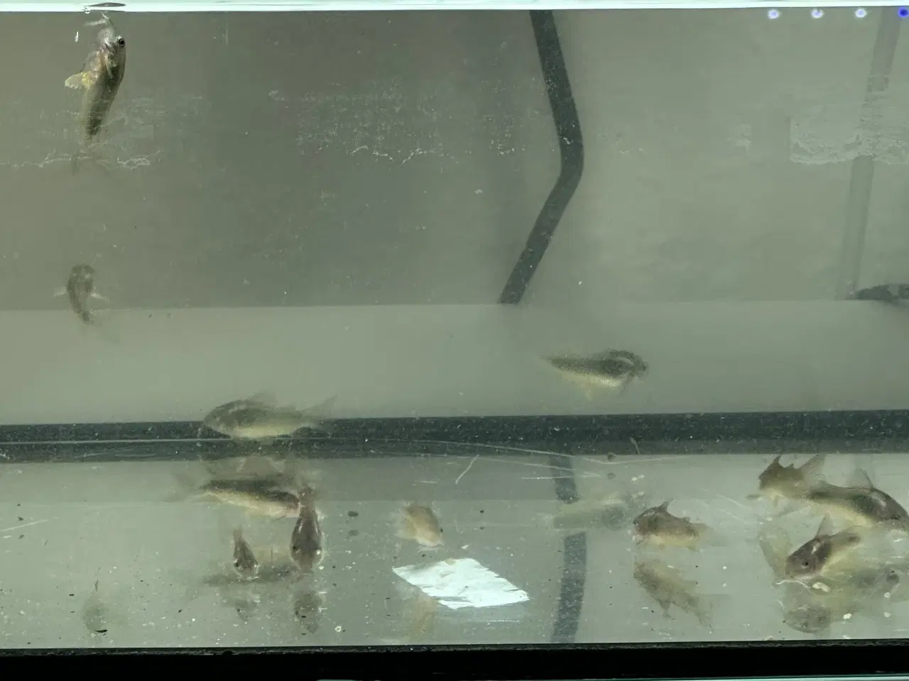 Billede 2 - Cover pansermaller 