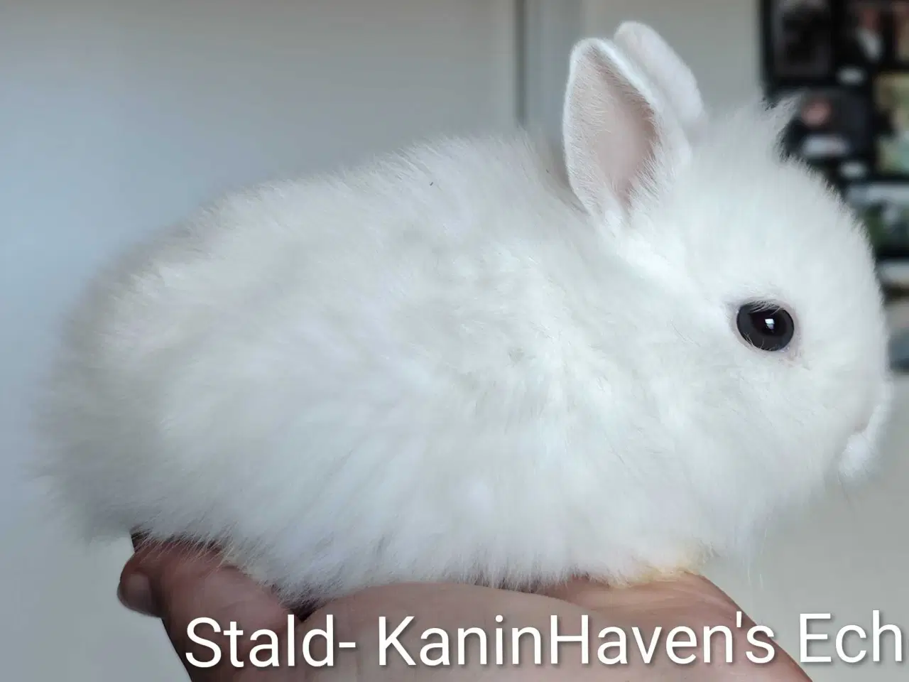 Billede 8 - 5 Stk. 100 % Indendøres Fri-Kaniner 🐰