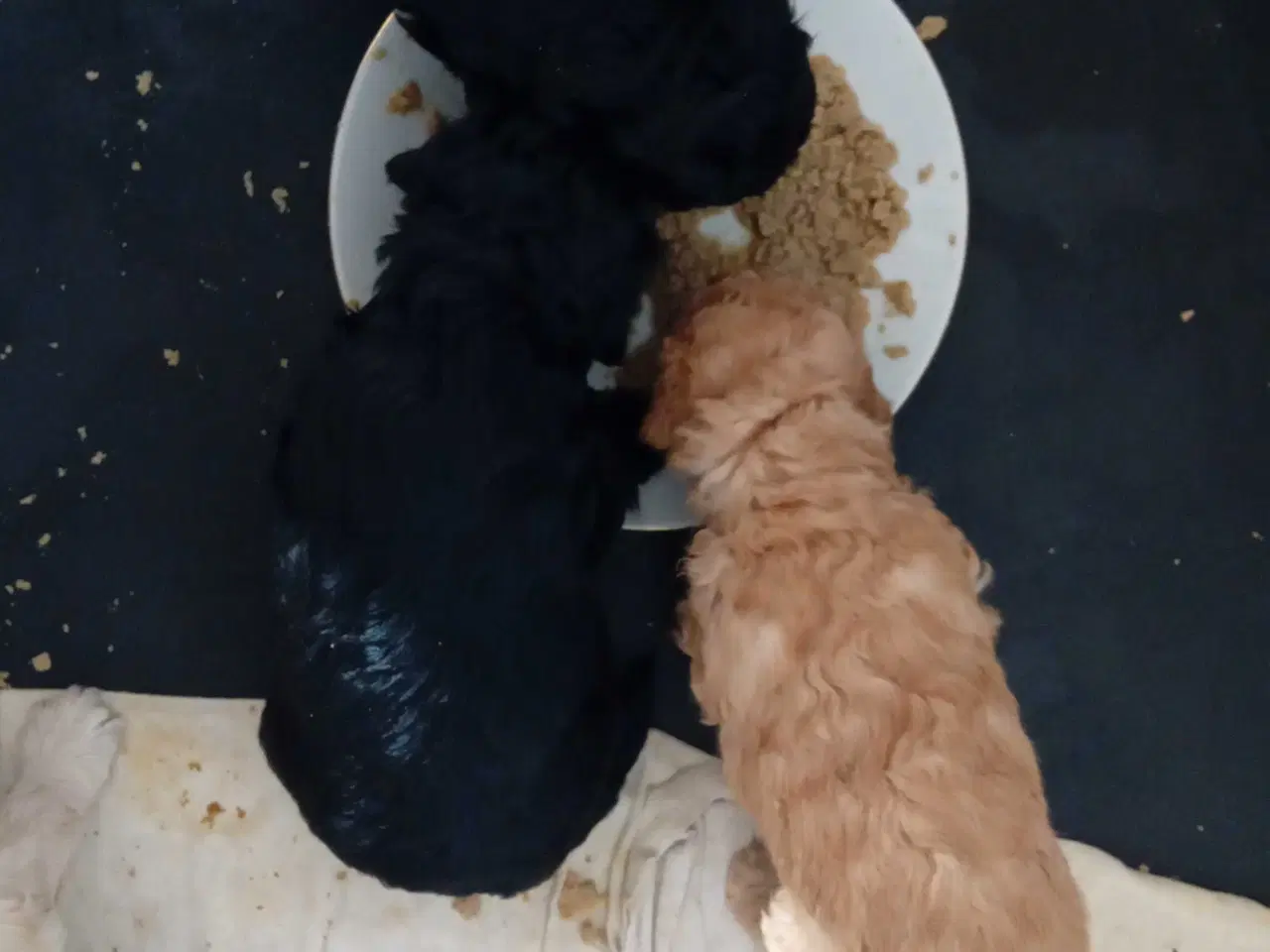 Billede 13 - Cavapoo f1b 