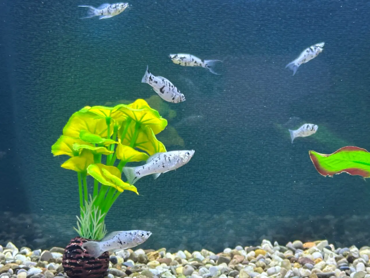 Billede 1 - Dalmatiner Molly