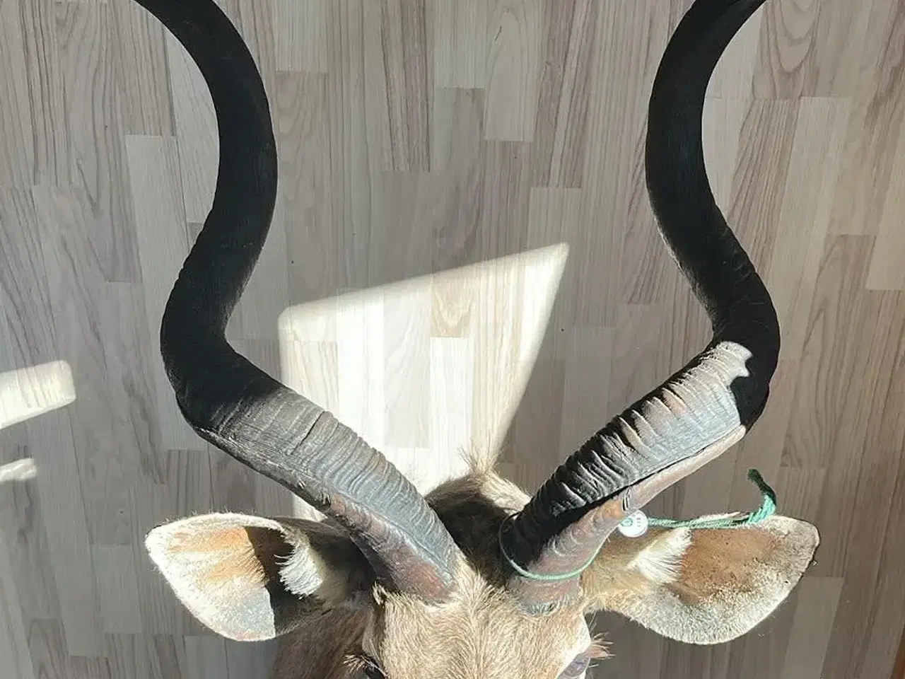 Billede 2 - Udstoppet Kudu