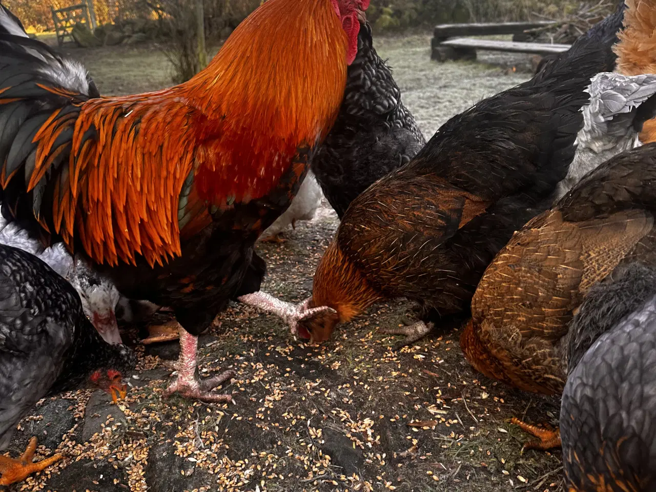 Billede 3 - 🐓 Høns sælges – små flokke klar til ny gård