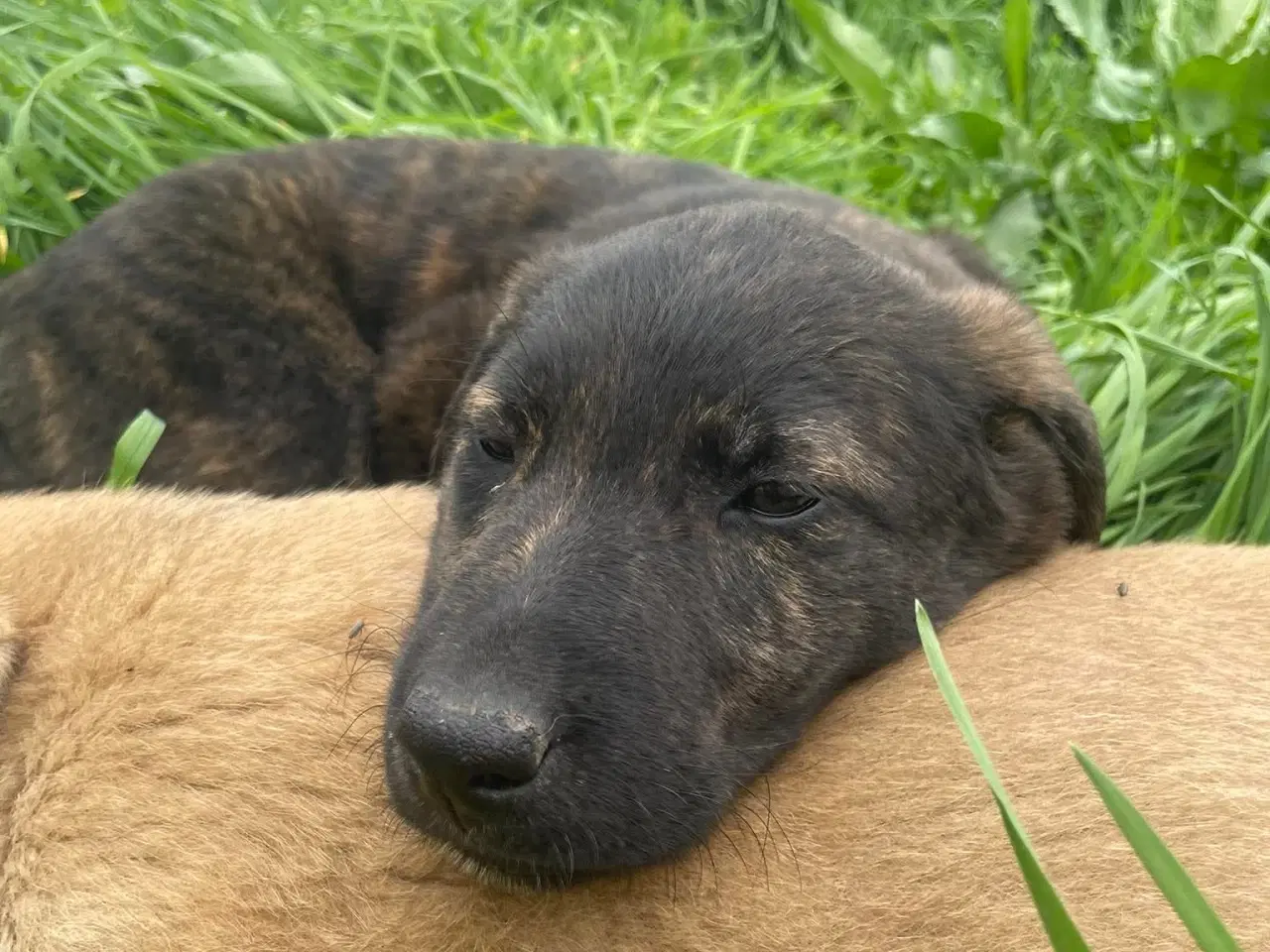 Billede 8 - Kira søger sin egen familie❤️