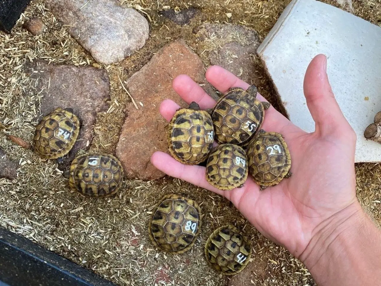 Billede 3 - Landskildpaddeunger græske