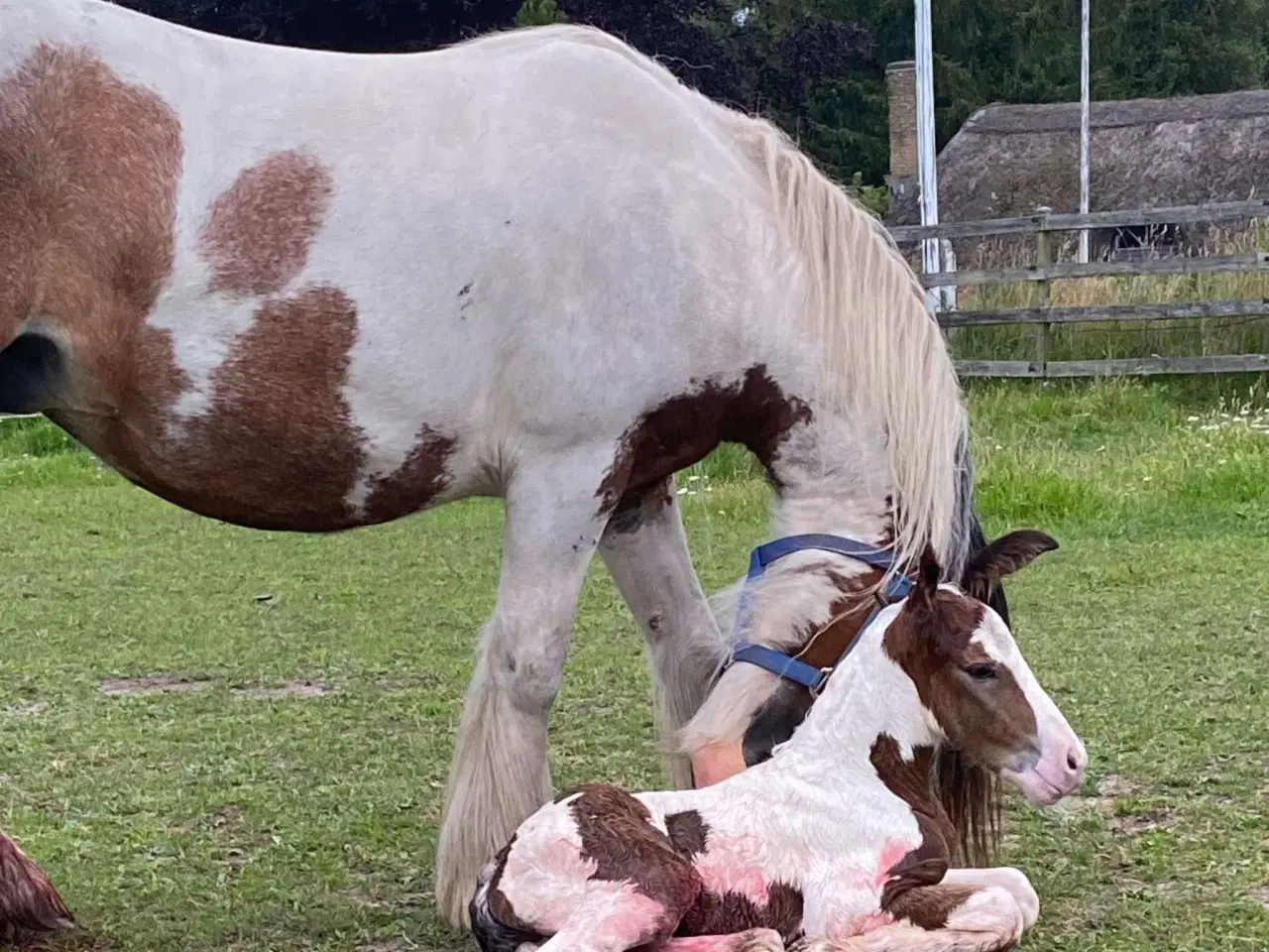 Billede 1 - Miniature Irish cob / Tinker 