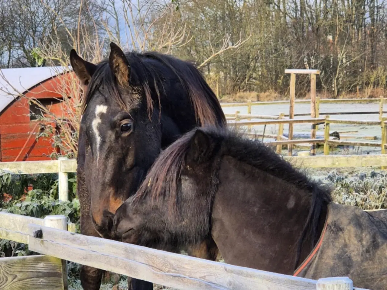 Billede 2 - Særdeles lovende og velgående hingsteplag.