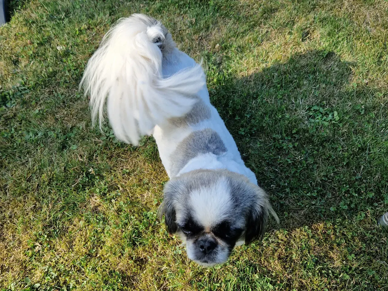 Billede 4 - Hundeklipning