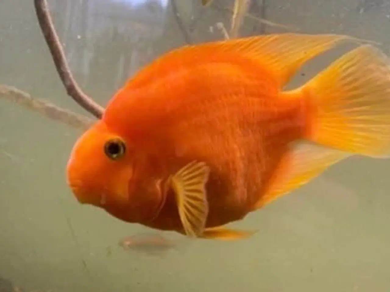 Billede 1 - Rød papegøje chiklide