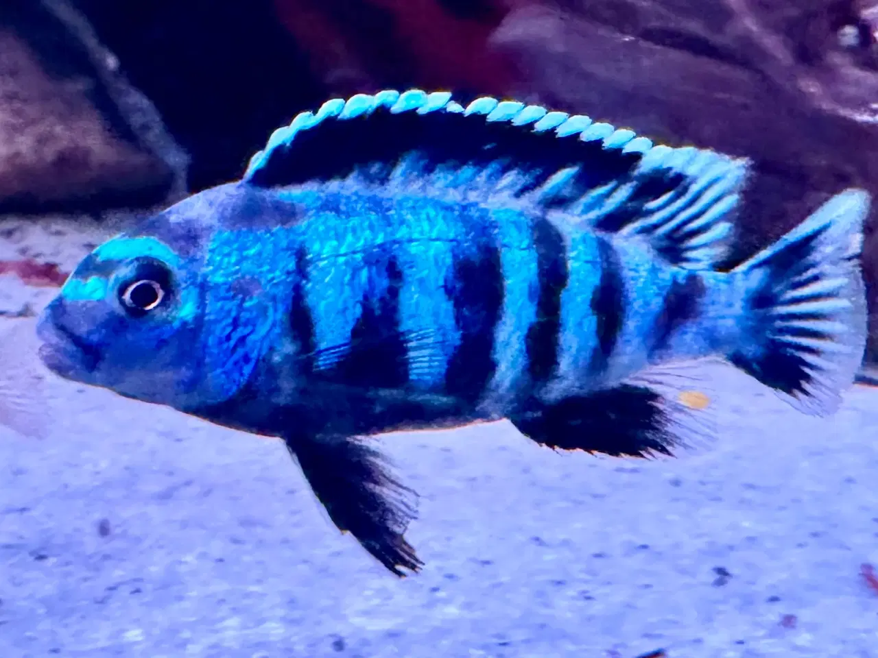 Billede 8 -  lille flok super flotte salousi malawi chiclider