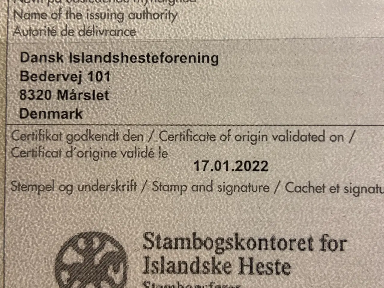 Billede 6 - Islænder hoppe