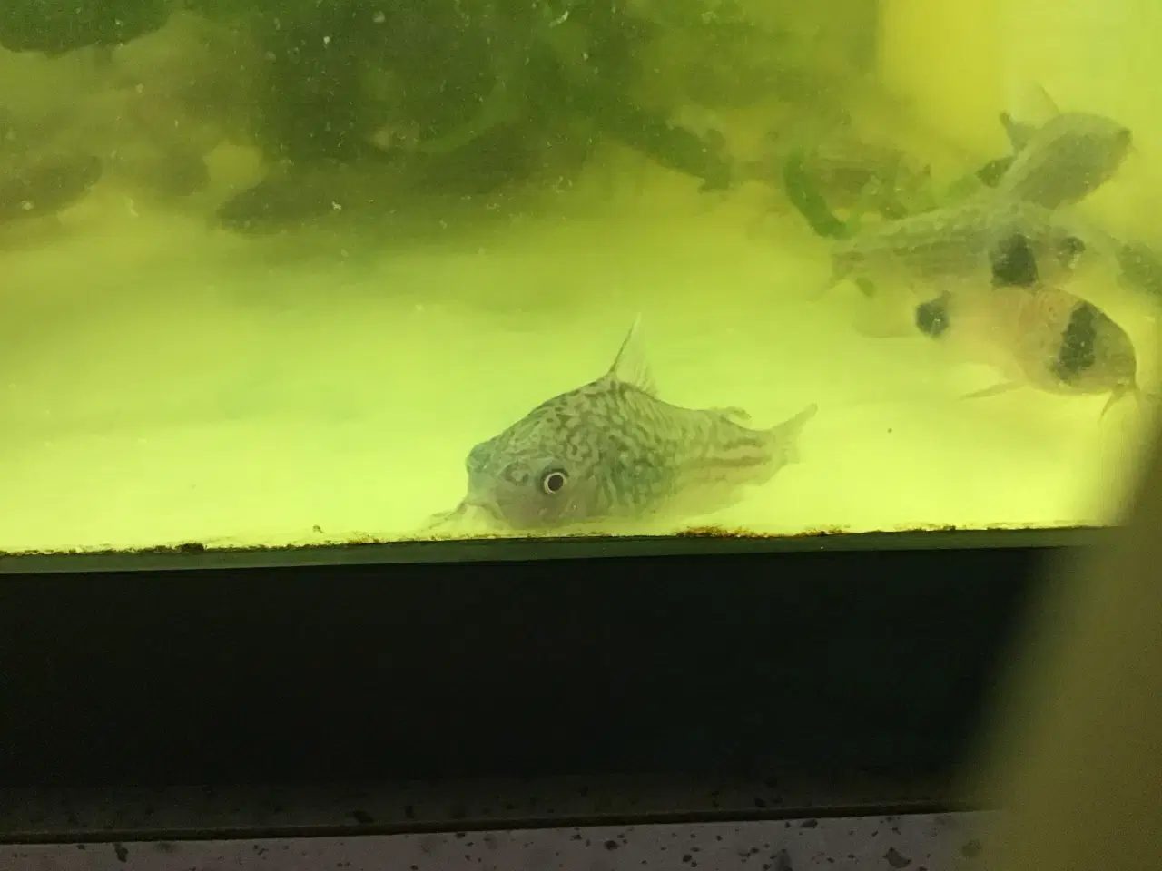 Billede 1 - Trinilatus corydoras