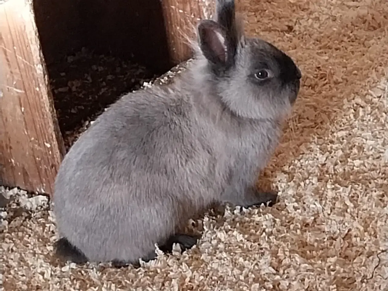 Billede 3 - Dværgkaniner i flotte farver