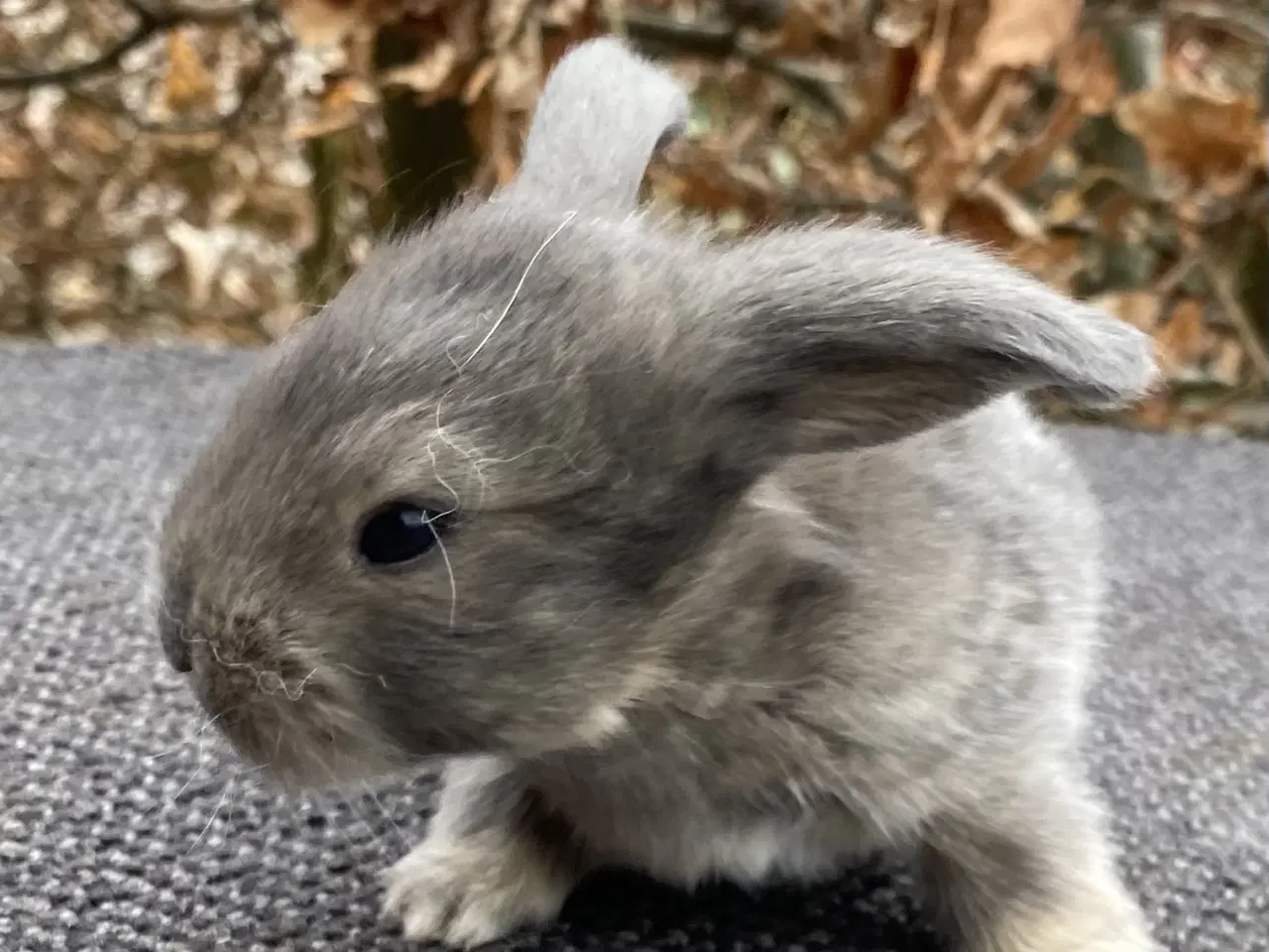 Billede 1 - FRANSK VÆDDER HAN VILDTBLÅ