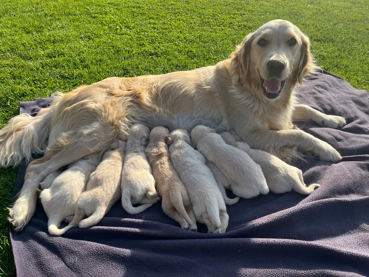 Billede 2 - Golden Retriever hvalpe