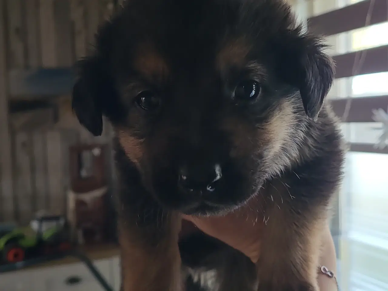 Billede 1 - Schæfer Australien shepherd hvalpe 