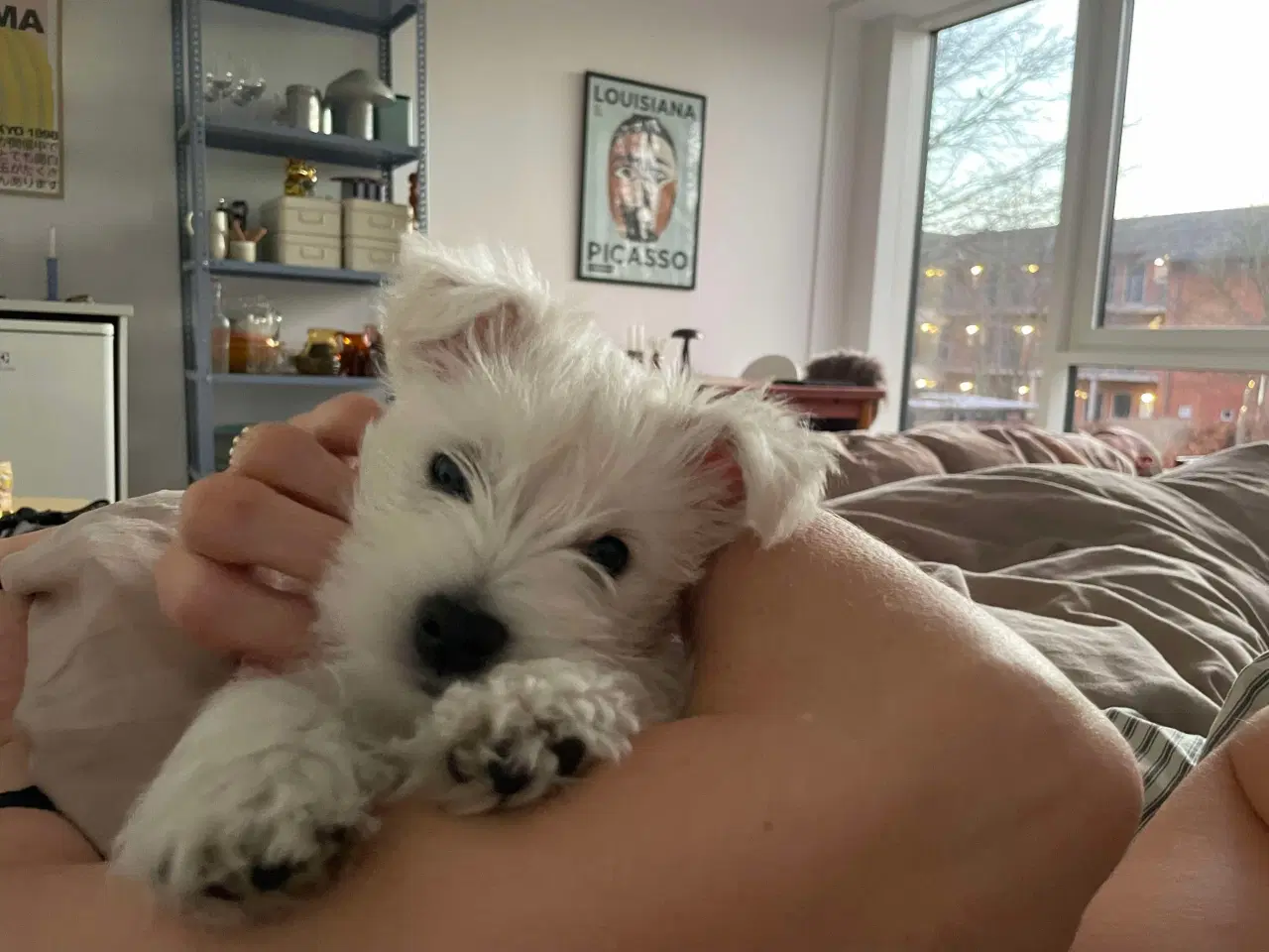 Billede 2 - West Highland White terrier hvalp