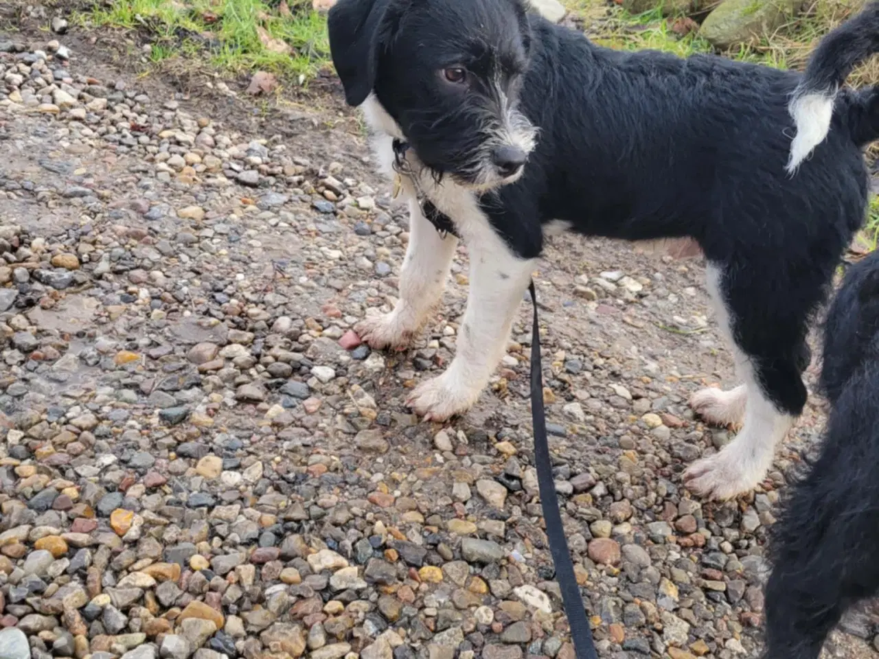 Billede 4 - Balto, Lagotto blandings hvalp