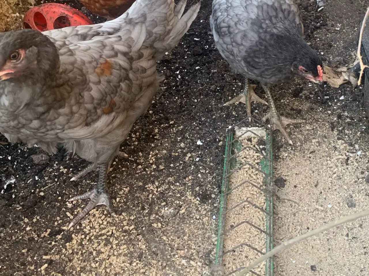Billede 2 - 2 hanekyllinger i overskud