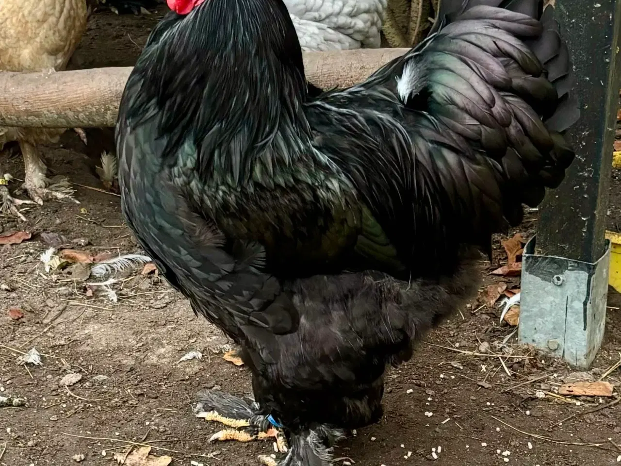 Billede 3 - brahma hane 