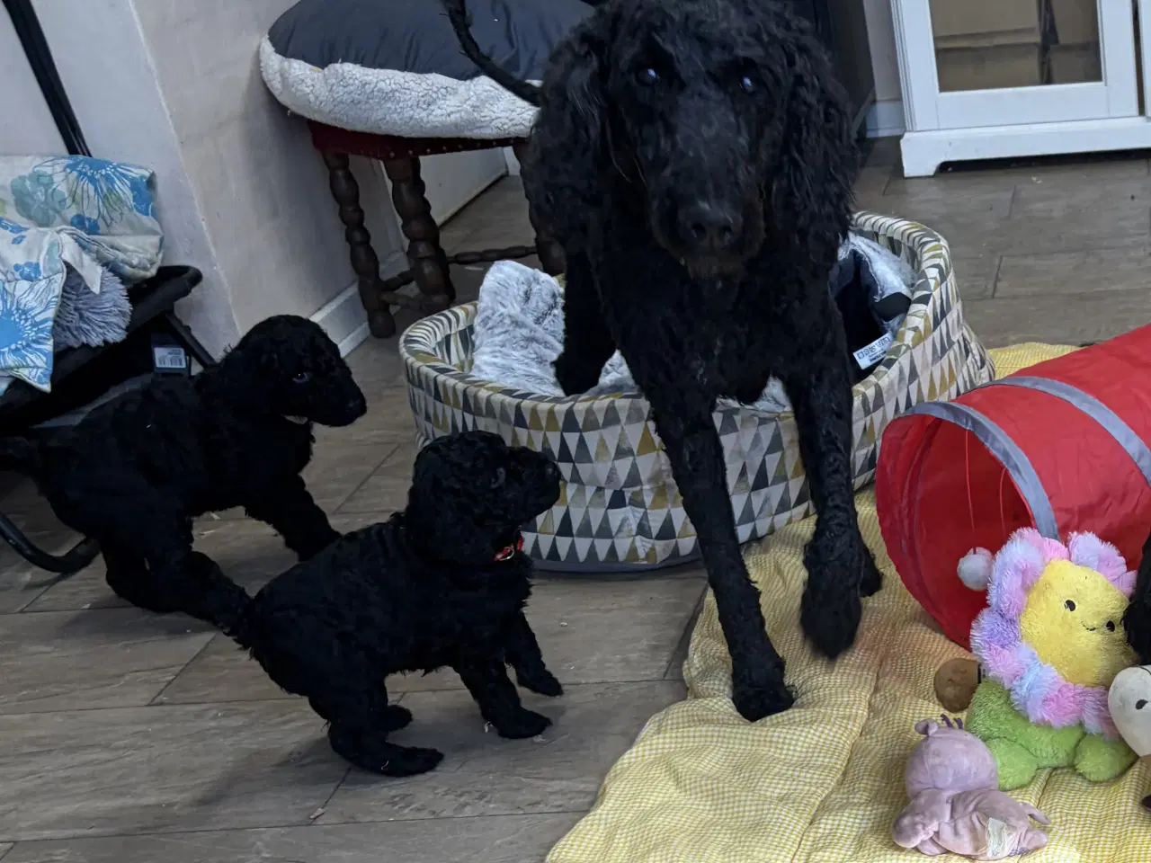 Billede 19 - Ægte mellem/ stor puddel babyer 