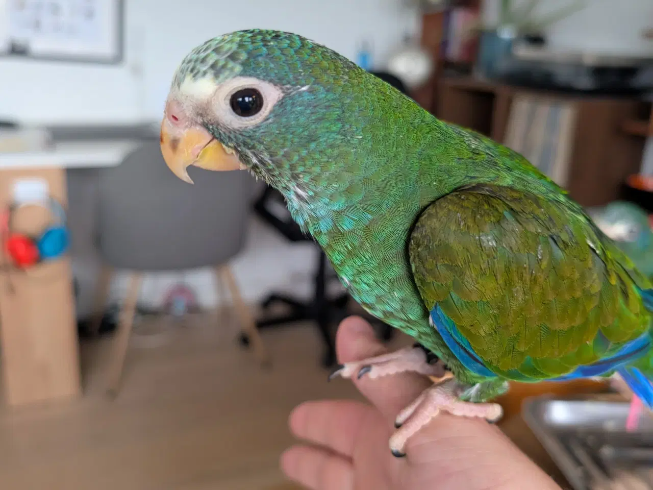 Billede 2 - Hvidpandet pionus unge 