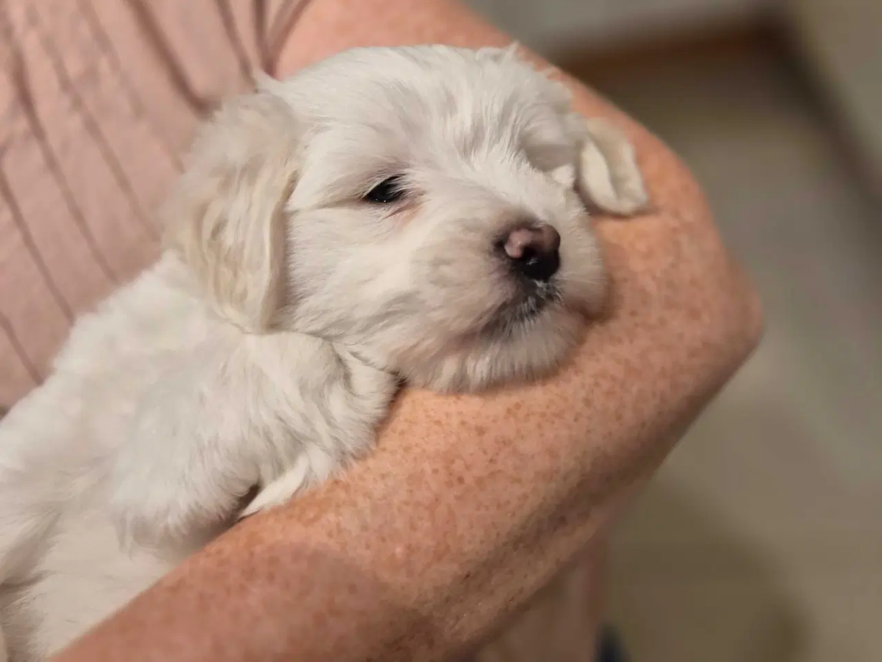 Billede 4 - Bomulds basse 🥰 "Blue"