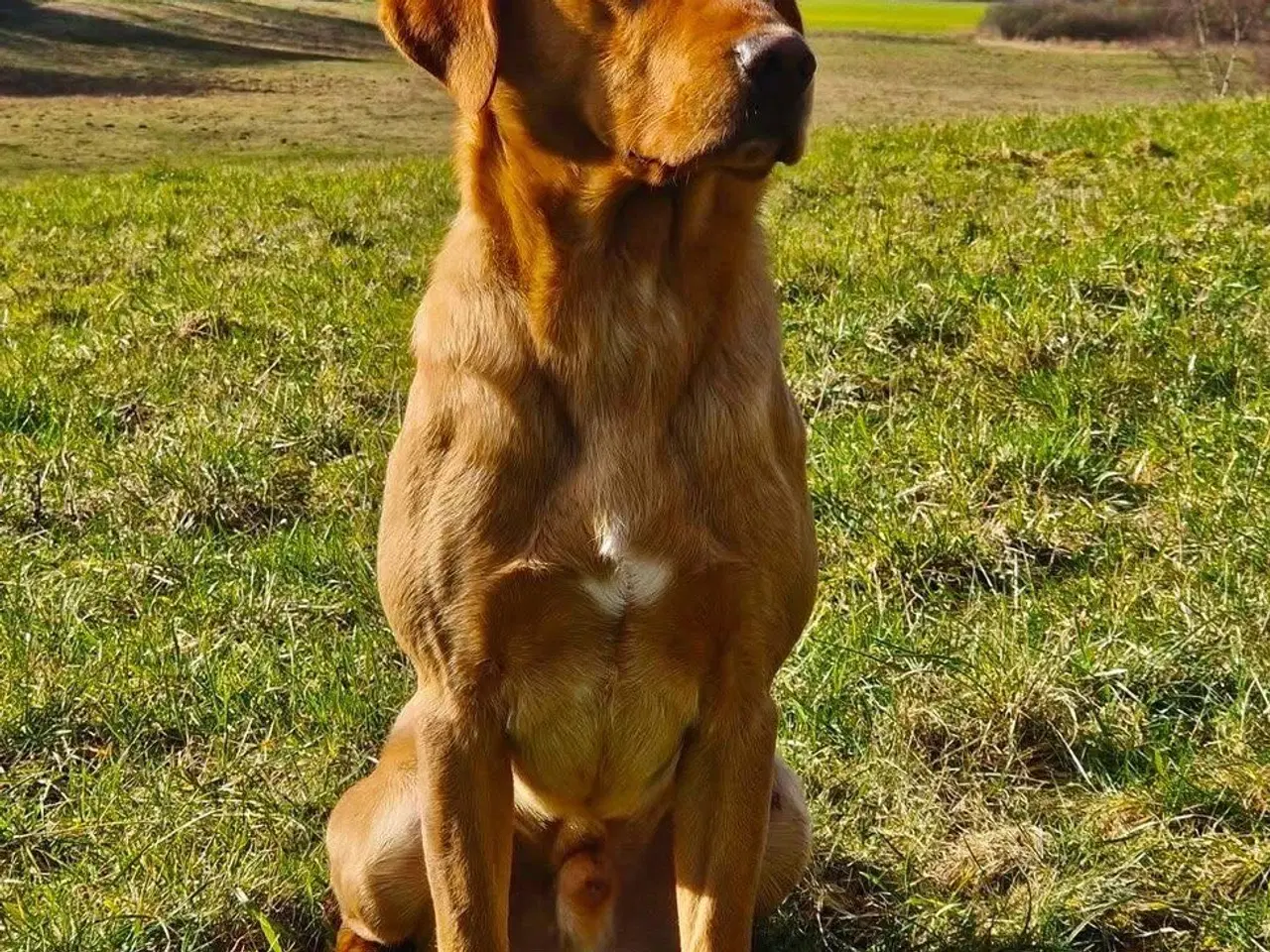 Billede 4 - Labrador retrievere efter bedste jagtlinjen (F1) 