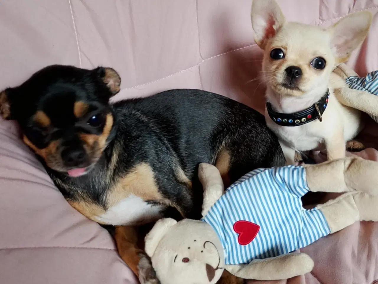 Billede 3 - Skøn chihuahua han mix hvalp