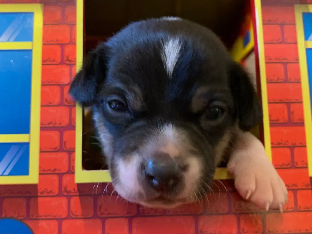 Billede 8 - Dansk svensk gårdhundehvalpe