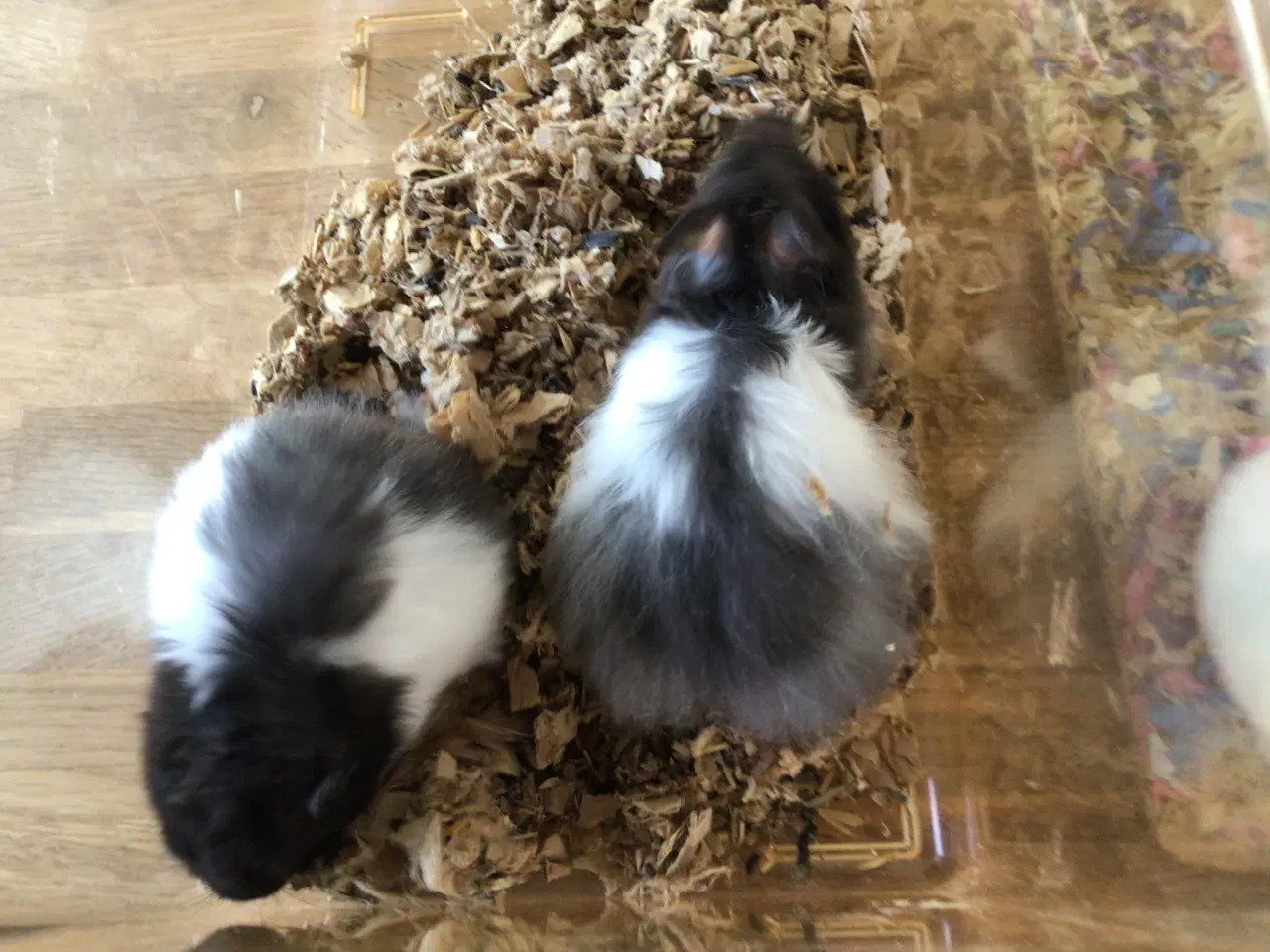 Billede 1 - Guldhamsterunger 